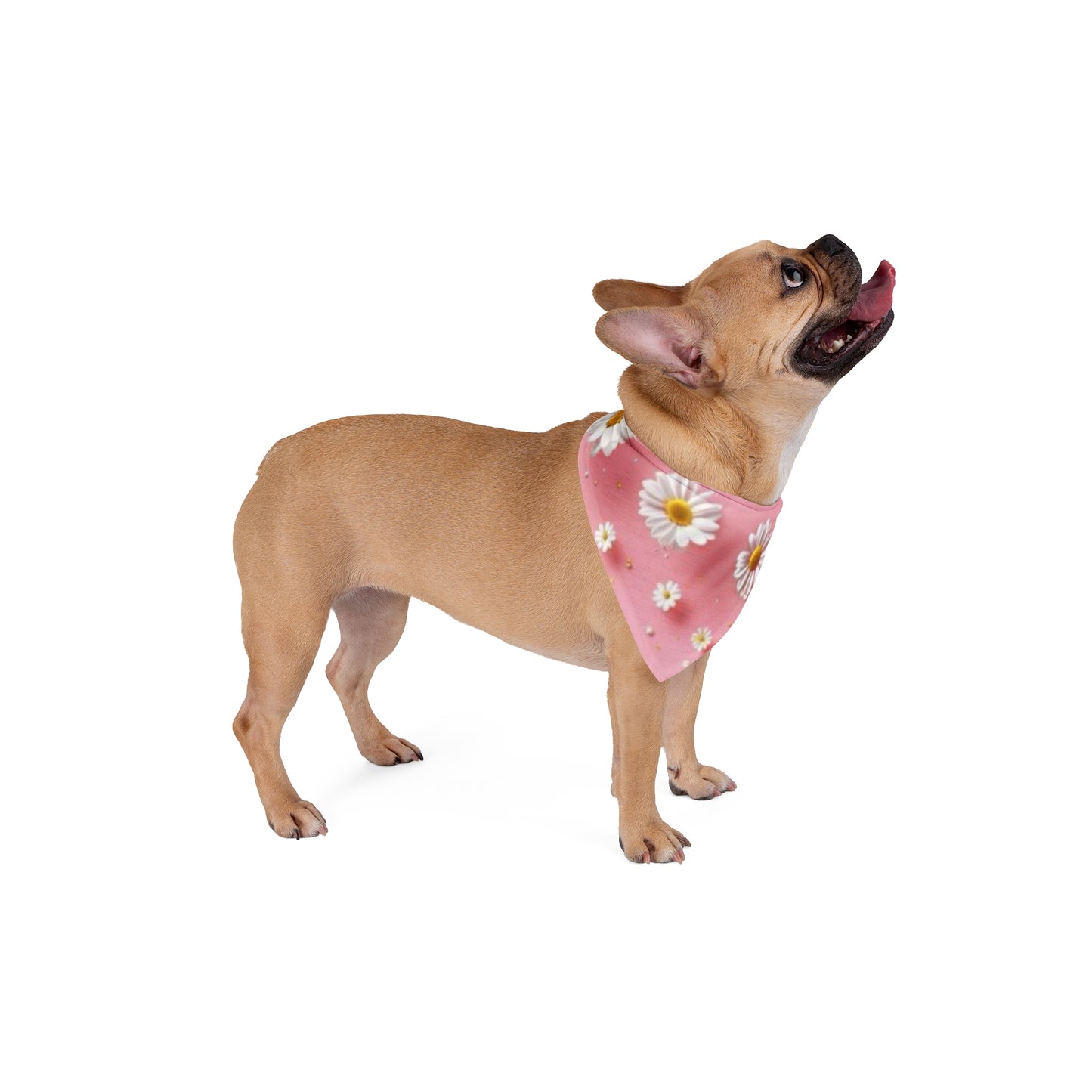 Daisy Pink Pet Bandana — Local Residents Only